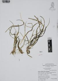 Triglochin scilloides image